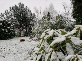 «Может, он ненастоящий»: как калининградцы отреагировали на «неожиданный» снег в феврале