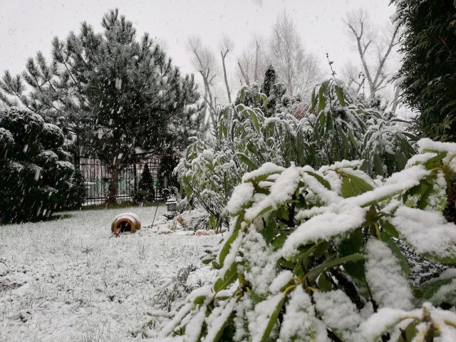 «Может, он ненастоящий»: как калининградцы отреагировали на «неожиданный» снег в феврале