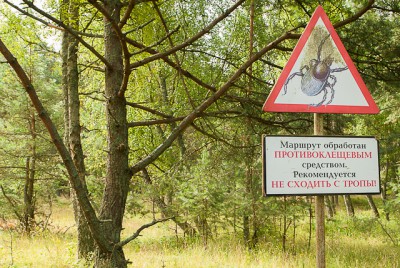 За неделю в Калининградской области пострадали от укусов клещей более 140 человек