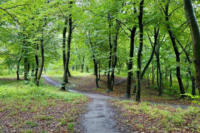 В парке Теодора Кроне в Калининграде проведут санитарную вырубку деревьев 