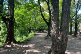 Благоустройство парка за башней Врангеля в Калининграде начнут в октябре
