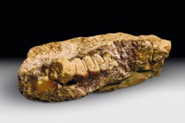 В Калининградской области нашли янтарь в форме личинки древнего жука