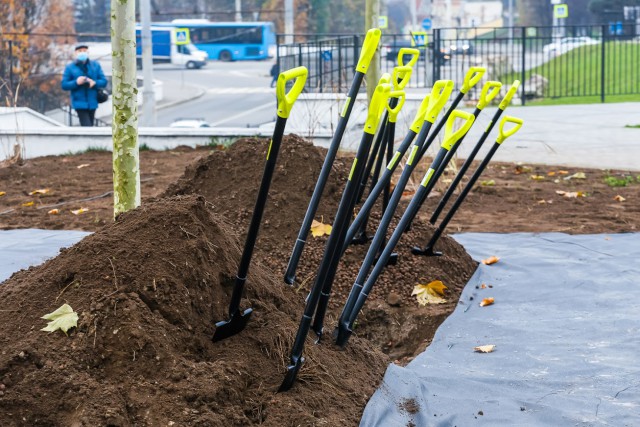 На высадку 582 деревьев и кустарников в Калининграде выделили почти 28 млн рублей
