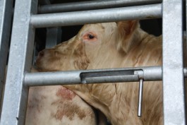 «33 коровы в день»: под Гусевом открыли скотобойню (фото)