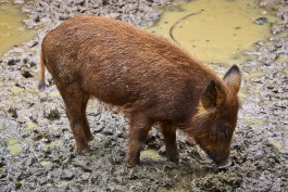 Областной минсельхоз: В Польше замалчивают ситуацию с африканской чумой свиней