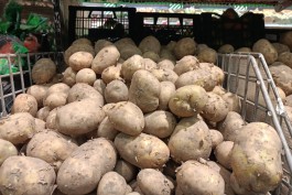 Калининградстат: За месяц сильнее всего в регионе подорожали картофель, капуста и лук