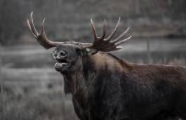 В Полесске двое браконьеров убили лося