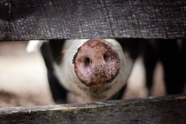 В Калининградской области локализовали все очаги африканской чумы свиней