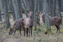 «15 лосей, 84 косули, 39 оленей»: на Куршской косе подсчитали диких животных