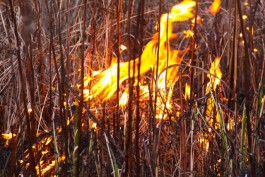 В выходные пожарные выезжали на тушение травы в регионе 59 раз (видео)