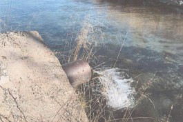 &laquo;Балтптицепром&raquo; оштрафовали на 250 млн рублей за загрязнение реки под Калининградом