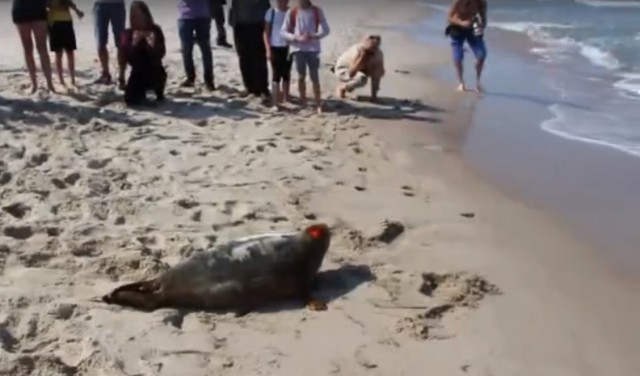 Сотрудники калининградского зоопарка выпустили в море на Куршской косе двух тюленей (видео)