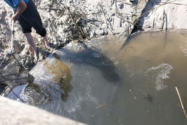 В карьере рядом с променадом в Янтарном массово гибнет рыба