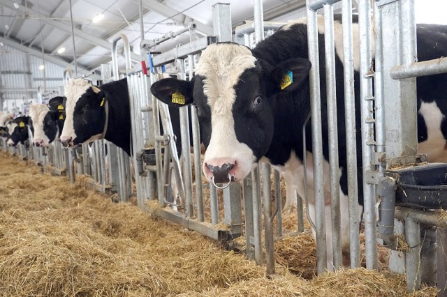 «Атлантис» получит кредит на создание молочной фермы в регионе за 35 млрд рублей