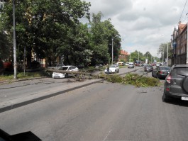 На улице Гагарина в Калининграде упавшее на машину дерево перегородило три полосы