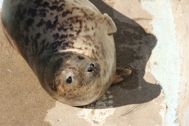Калининградский зоопарк выпустит в Балтийское море двух тюленей