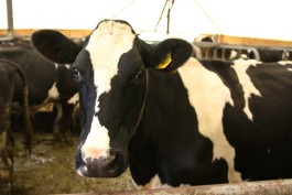 Калининградские фермеры отправили в регионы России три тысячи голштинских коров