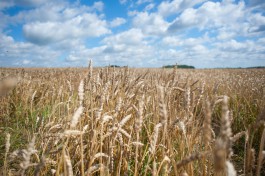 Из Калининградской области впервые отправили пшеницу в Нигерию 