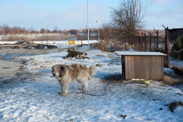 В Калининграде собака набросилась на фельдшера скорой помощи