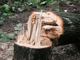 Клуб «Шельф» заплатил почти 100 тысяч рублей за вырубку деревьев на ул. Черняховского