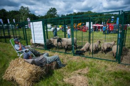 УМВД: В Полесском округе пастух зарезал четырёх баранов