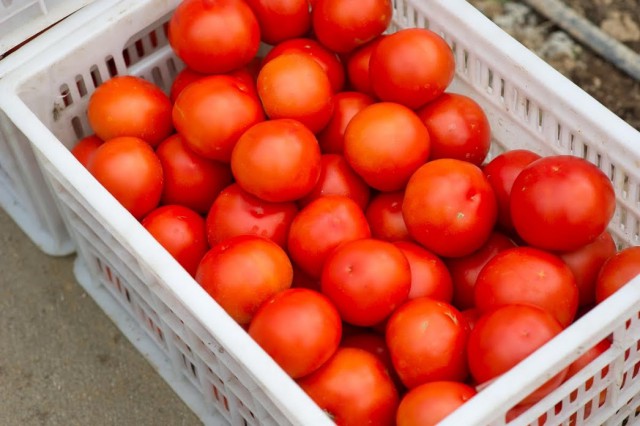 В Калининградскую область не пустили 17 тонн заражённых томатов