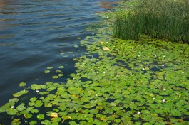 В озере Шефлиз запретили купание из-за превышенной концентрации химических веществ
