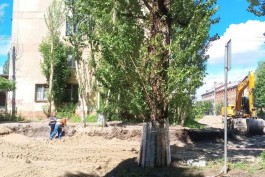 В Калининграде хотят оштрафовать подрядчика за повреждение деревьев на улице Полоцкой 