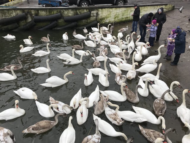 Власти Балтийска открыли теплопункт для замерзающих лебедей