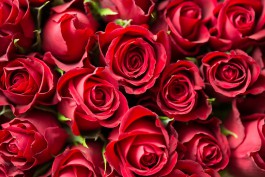 В Калининградскую область не пустили заражённые розы из Кении
