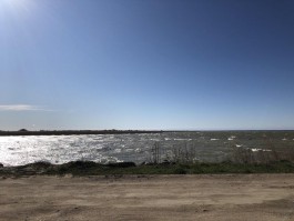 «Ветром занесло»: в Калининградском заливе заметили ушастых медуз