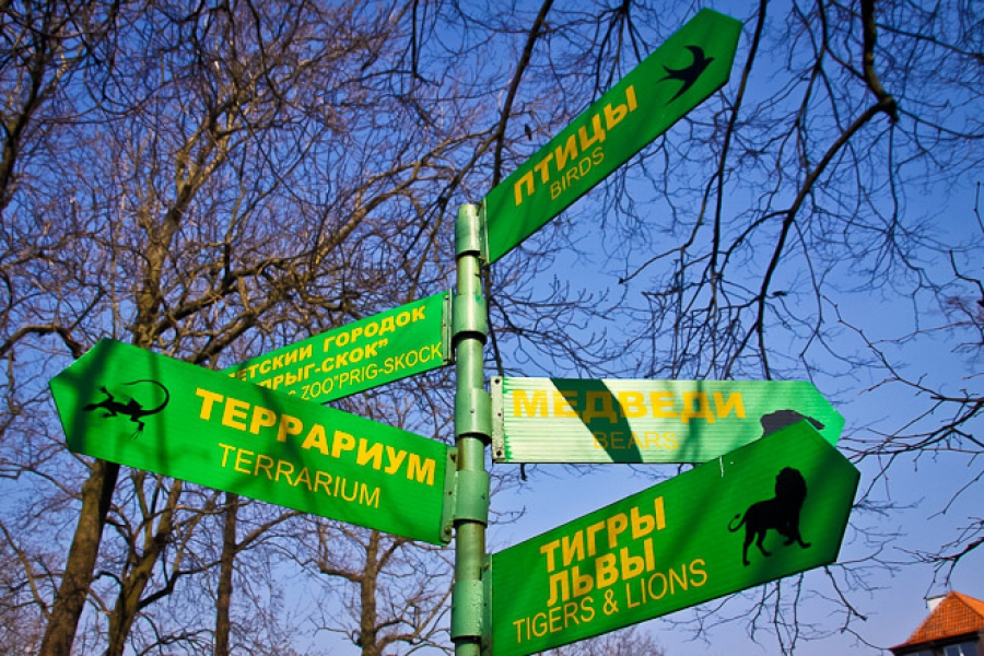 Бывшего директора Калининградского зоопарка не оставят работать в учреждении