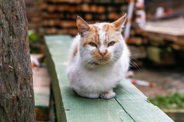 Под Зеленоградском планируют построить приют для кошек