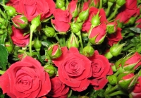 Губернатор предложил раздавать жителям Советска розы