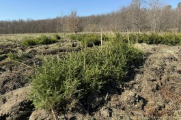 В лесах Калининградской области высадили более трёх тысяч дубов и елей