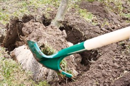 В Калининградской области экологи и волонтёры высадили 80 тысяч деревьев