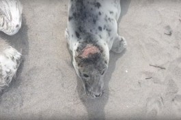 На берегу моря в Балтийске нашли раненого детёныша тюленя 