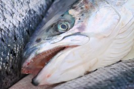 Россельхознадзор ограничит транзит рыбной продукции через Литву