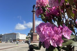 В последние весенние выходные в Калининградской области ожидается потепление