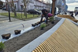 На променаде в Зеленоградске высадили более тысячи растений