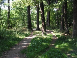Житель Гурьевска заблудился в лесу под Полесском