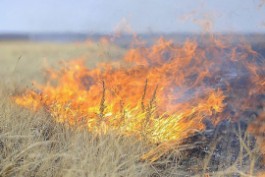 За сутки в Калининградской области зафиксировали 38 палов травы