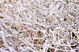 МЧС предупреждает об аномальном похолодании в Калининградской области