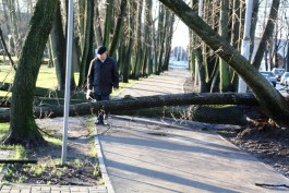 Штормовой ветер повалил в Калининграде 14 деревьев и сорвал крышу детского сада