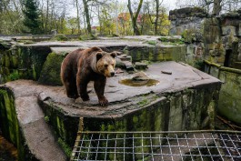 «Будет круто»: Соколова рассказала, как переделают исторический медвежатник в зоопарке Калининграда