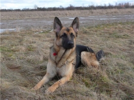Служебная собака нашла наркотики у жителя Гурьевского района