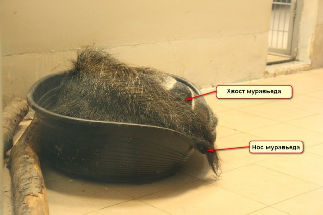 «В корыте под хвостом»: в калининградском зоопарке показали, как спит муравьед 