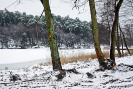 Вырубка «опасных» деревьев вдоль дорог Калининградской области сократилась на 30%
