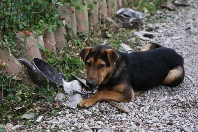 За сутки жители Калининграда дважды пожаловались в экстренные службы на агрессивных собак