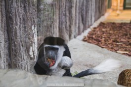 Обезьян в калининградском зоопарке приучают к зимним прогулкам (видео)